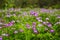 The beautiful astragalus smicus flowers in spring