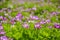 The beautiful astragalus smicus flowers in spring