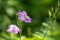 Beautiful Asystasia gangetica  flower in a garden.commonly known as the Chinese violet,coromandel or creeping foxglove.