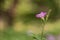 Beautiful Asystasia gangetica  flower in a garden.commonly known as the Chinese violet,coromandel or creeping foxglove.