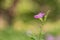 Beautiful Asystasia gangetica  flower in a garden.commonly known as the Chinese violet,coromandel or creeping foxglove.