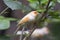 A beautiful Atlantic canary looking for food