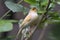 A beautiful Atlantic canary looking for food