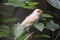 A beautiful Atlantic canary looking for food