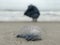 A beautiful Atlantic Portuguese man o` war stands in front of a girl on the beaches of Florida