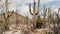 Beautiful atmospheric background shot, big Saguaro cacti growing very tall on a hot sunny day in Arizona desert USA.