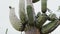 Beautiful atmospheric close-up panning shot of big lush mature Saguaro cactus growing very tall in Arizona desert USA.