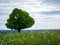 Beautiful, atmospheric shot of a lonely tree with a flowering meadow