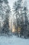 Beautiful atmospheric winter forest landscape.