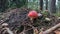 Beautiful attention-grabbing fly agaric