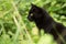 Beautiful attentive bombay black cat portrait in profile with yellow eyes close up, copyspace