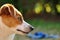 Beautiful attentive Jack Russel pup