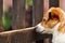 Beautiful attentive Jack Russel pup