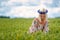 Beautiful, attractive, blonde woman with cornflower blue crown in the field of cereals