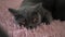 Beautiful attractive gray big head brown eyes cat lies on pink coverlet angry angry looks at one point. Close-up and