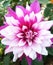 Beautiful and attractive purple Dahlia flower in a park