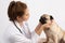 Beautiful Attractive Young Asian Veterinarian Woman using stethoscope checking up the dog pug breed for diagnosis at the veterinar