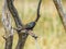 Beautiful Australian Common starling bird