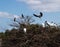 Beautiful Australian Ibis landing on tree