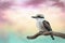 Beautiful Australian Kookaburra bird on a branch with a pastel sunset