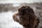 Beautiful Australian Labradoodle dog staring