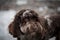 Beautiful Australian Labradoodle dog staring