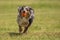 A beautiful Australian Shepherd plays outside in the meadow