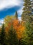 Beautiful autum color from maple trees with gold orange red and green pines