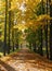 Beautiful autumn alley in the park, autumn maples with yellow leaves