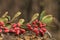 Beautiful autumn background with a barberry branch.