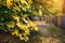 Beautiful autumn background. maple branches with yellow leaves lit by a sunbeam