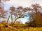 Beautiful autumn bare trees towering up bark trunks branches