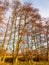 Beautiful autumn bare trees towering up bark trunks branches