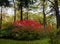 Beautiful autumn Bush Euonymus bright crimson.