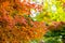the beautiful autumn color of Japan yellow, green and red maple