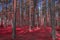 Beautiful autumn colored pine forest in all its glory, a riot of colors of dying plants a