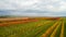 Beautiful autumn coloros. Aerial drone view of wineyards fields from the top. Drone Aerial View Concept