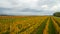 Beautiful autumn coloros. Aerial drone view of wineyards fields from the top. Drone Aerial View Concept