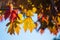 Beautiful autumn colours palette on many leaves foliage close up still on a tree branch on a solid blue sky background