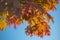 Beautiful autumn colours palette on many leaves foliage close up still on a tree branch on a solid blue sky background