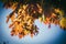 Beautiful autumn colours palette on many leaves foliage close up still on a tree branch on a solid blue sky background