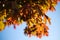 Beautiful autumn colours palette on many leaves foliage close up still on a tree branch on a solid blue sky background