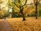 Beautiful autumn colours in the woodland walks in a park