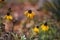 Beautiful autumn coneflower in the garden.