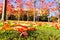 Beautiful autumn covering of orange and red fallen leaves on grass