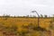 Beautiful autumn day hiking in swamp, Latvia