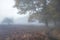 Beautiful Autumn Fall sunrise landscape scene in woodland setting with moody dramatic fog lingering in the distance