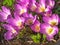 Beautiful autumn flowers blooming pink large Colchicum outdoor rustic garden