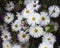 Beautiful autumn flowers of white perennial Aster, meyendorf Aster
