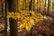 Beautiful autumn forest with colorful beech leaves